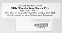 Monilinia fructigena image